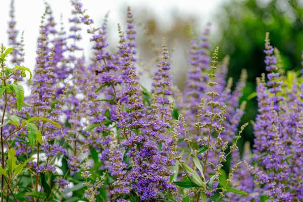  - Essential Oils